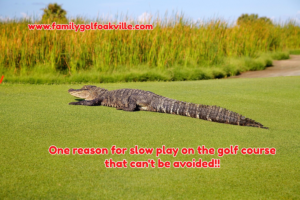 picture of alligator on golf course