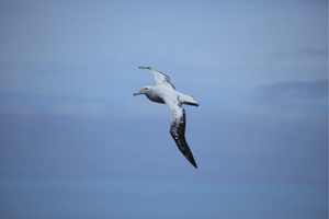 Albatros in flight